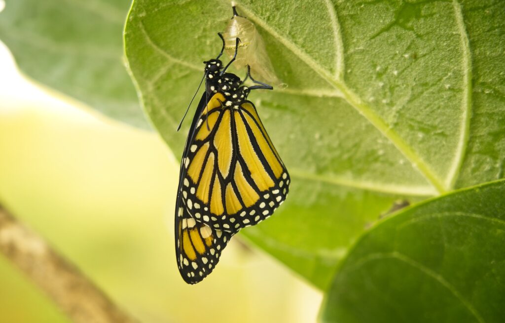 Mindfulness - Trasformare la Paura in Risorse